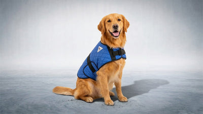 A happy Golden Retriever dog sits facing forward, wearing a blue quilted vest with a white triangle logo, on a light gray studio floor.