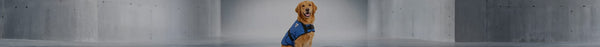 A happy golden retriever wearing a blue quilted vest with a white logo sits centered against a plain grey concrete wall.