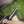 Women's blue felt hoodback slippers by Acorn, with tan trim and embroidered geometric triangles in blue and gold, worn on feet outdoors on grass.