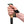 Black Diamond Trail Cork Trekking Poles