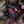 FjallRaven Women's Abisko Trekking Tight HD